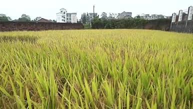 实拍农田稻米水稻特写视频的预览图
